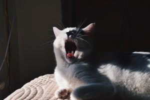 Yawning cat