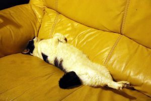 Molly the cat