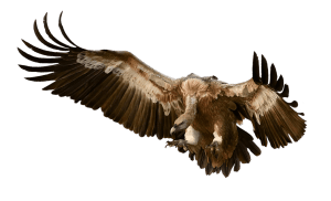 vulture