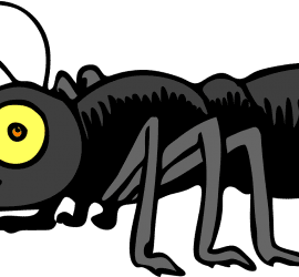 bug