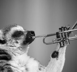 blow your own trumpet