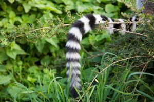 long tail