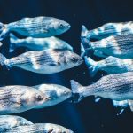 school of fish