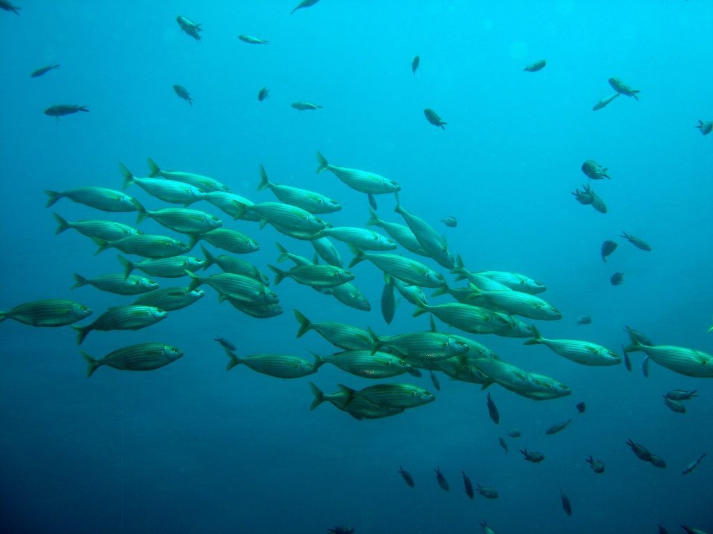 school of fish