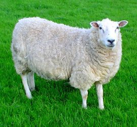 a sheep