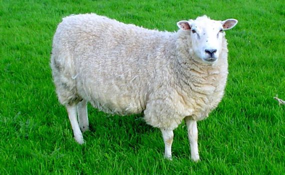 a sheep
