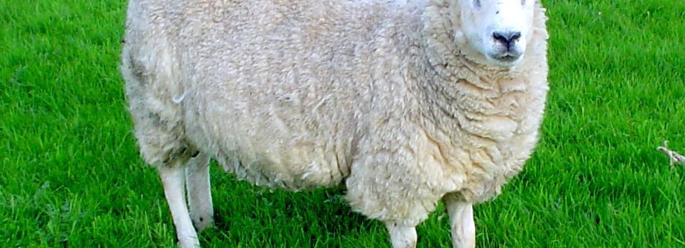 a sheep