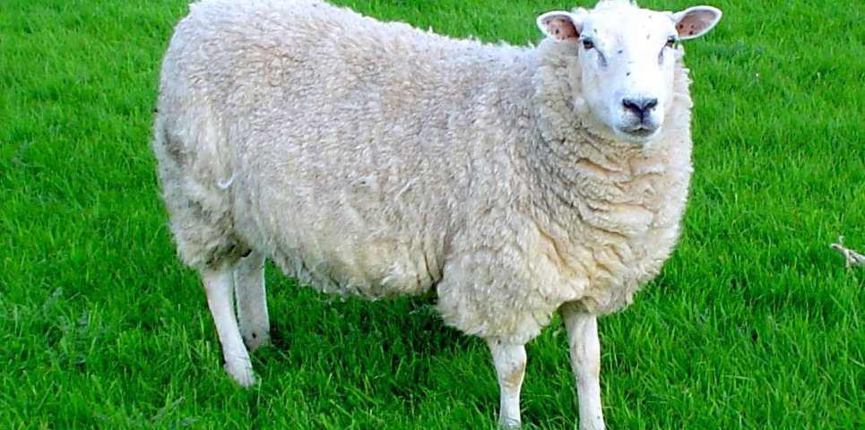 a sheep
