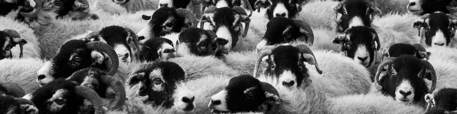 sheep