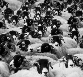 sheep