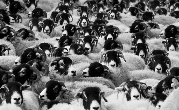 sheep