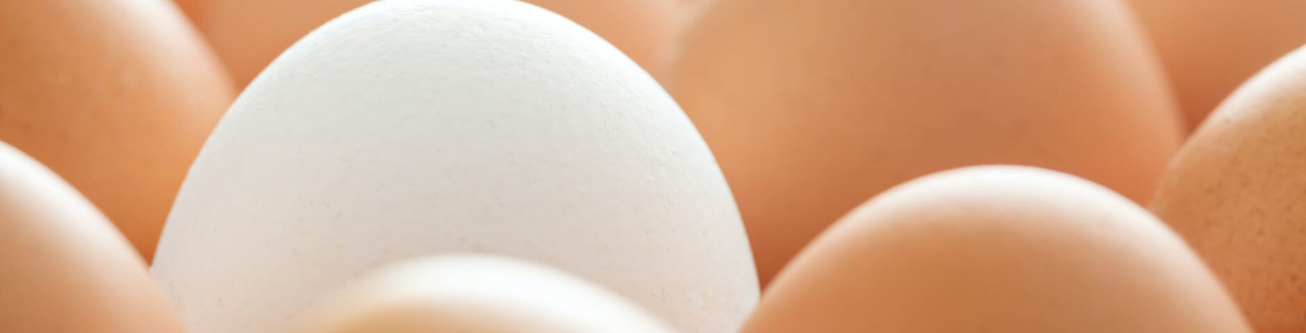 background of whole chicken eggs in rows
