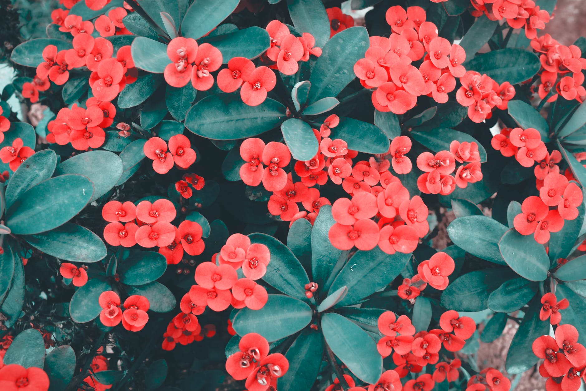 close up photo of red flowers
