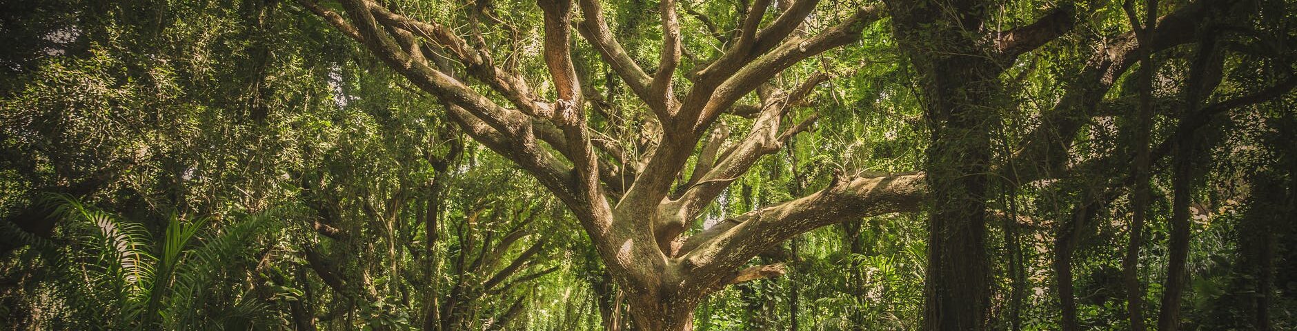 green leafed tree