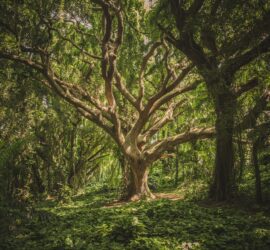 green leafed tree