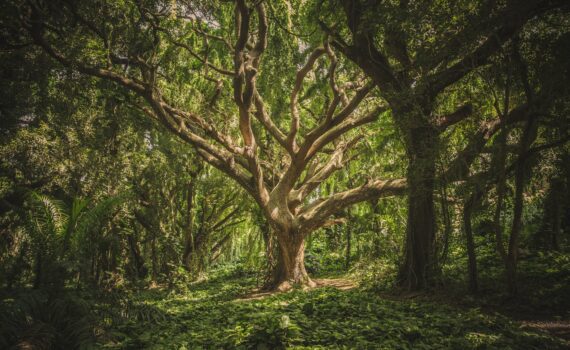 green leafed tree