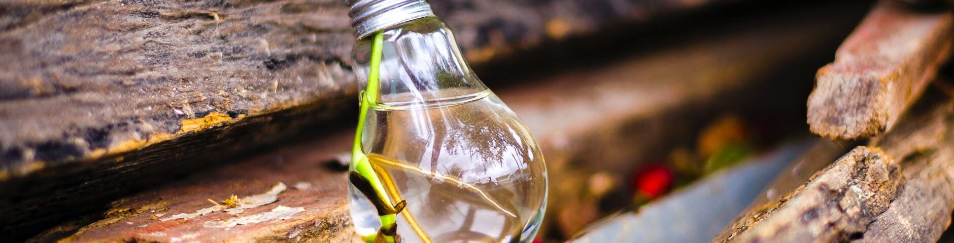 close up of beer bottles on wood