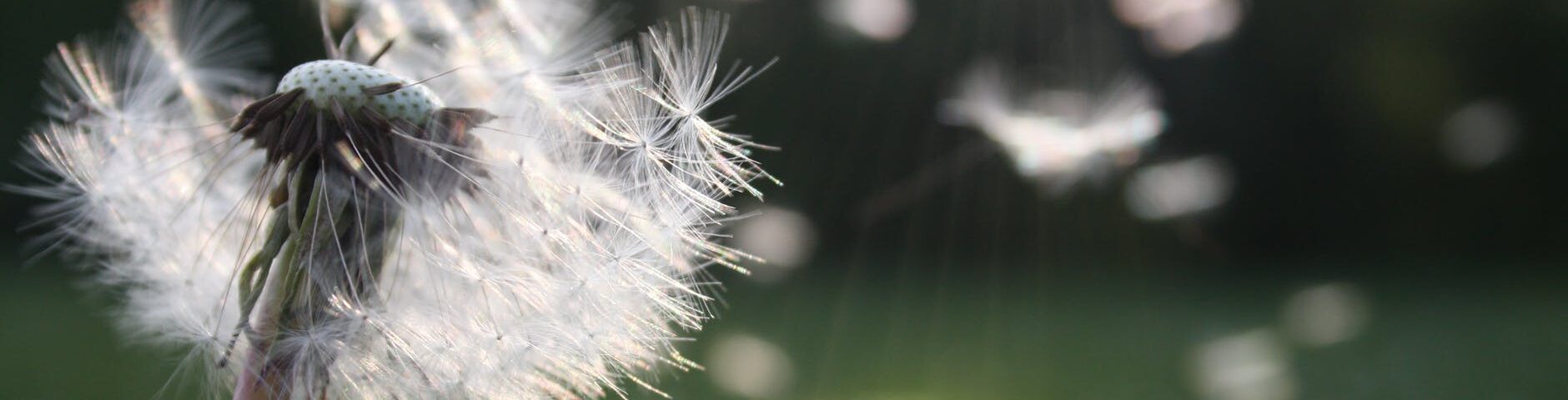 white dandelion flower shallow focus photography