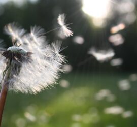 white dandelion flower shallow focus photography